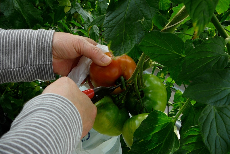 イングランドエリアトマト収穫