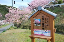 あわじ花へんろ 第５１番「花の札所」宇原の緋寒桜
