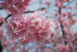 宇原の緋寒桜