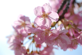 宇原の緋寒桜