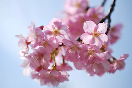 宇原の緋寒桜