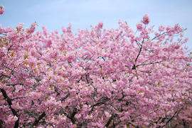 宇原の緋寒桜
