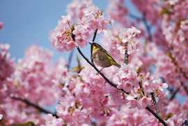 宇原の緋寒桜とメジロ