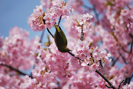 宇原の緋寒桜とメジロ