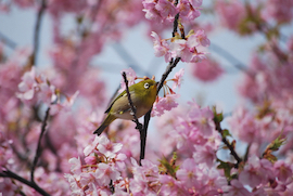 宇原の緋寒桜とメジロ