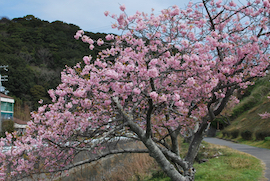 宇原の緋寒桜