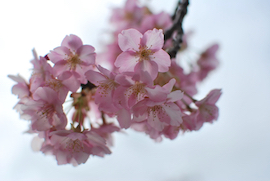 宇原の緋寒桜