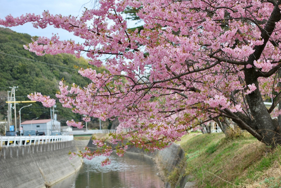 宇原の緋寒桜