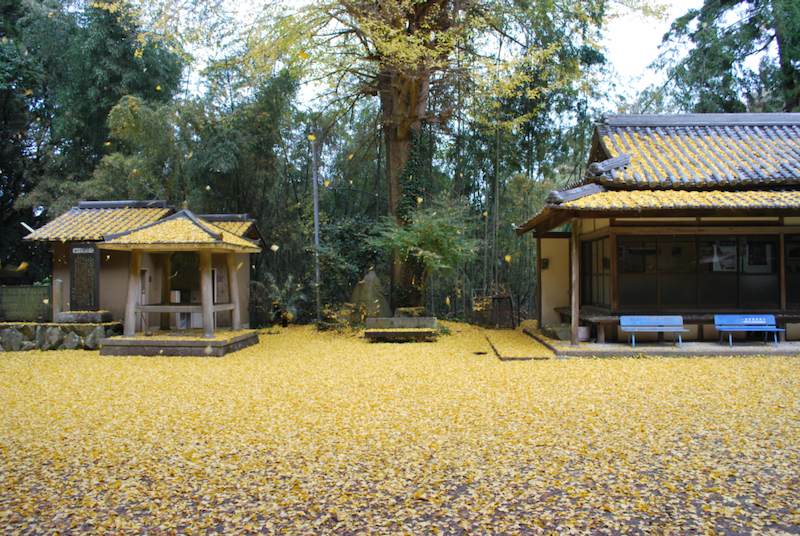 岩上神社 晩秋の風物詩 銀杏の落葉