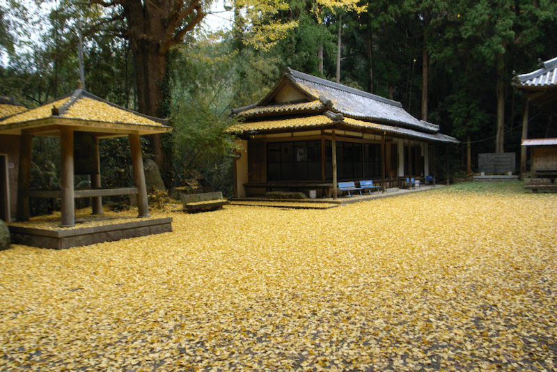 岩上神社 晩秋の風物詩 銀杏の落葉