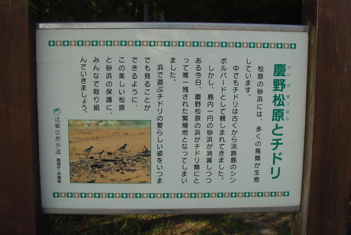 慶野松原とチドリ