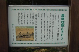 慶野松原とチドリ