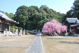 摩利支天尊 しだれ梅