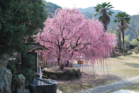 摩利支天尊 しだれ梅