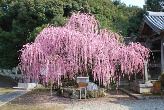 摩利支天尊しだれ梅
