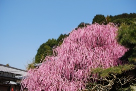 八木のしだれ梅
