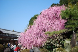 八木のしだれ梅