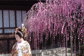 八木のしだれ梅 花嫁衣装撮影風景