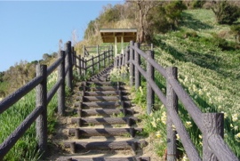灘黒岩水仙郷