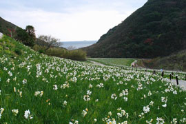 立川水仙郷 全景