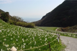 立川水仙郷