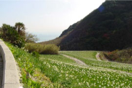 立川水仙郷