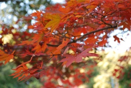東山寺の紅葉