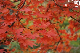東山寺 紅葉