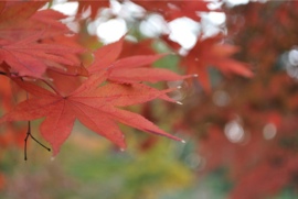 東山寺 紅葉