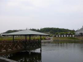 五色洋ランセンター横のカモの池
