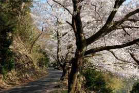 諭鶴羽ダム周辺湖岸道